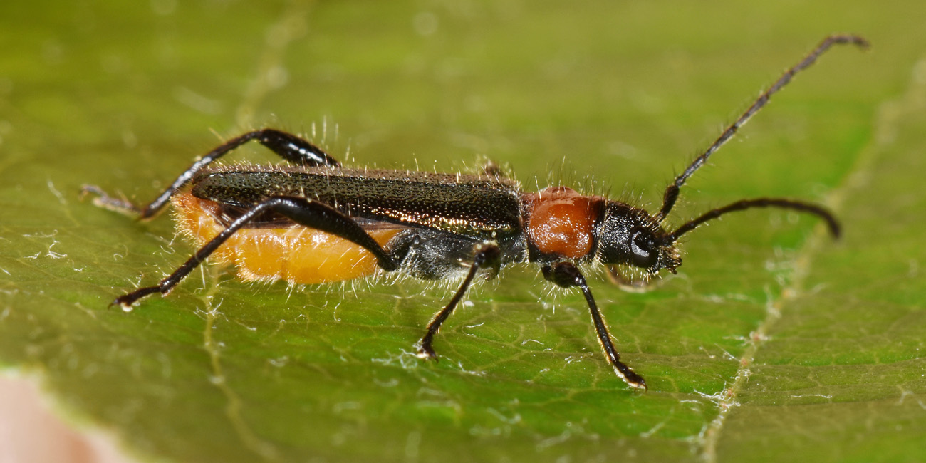 Cerambycidae:  Callimus abdominalis (e Callimus angulatus)